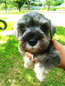 Schnauzer mini disponivel Seropedica RJ