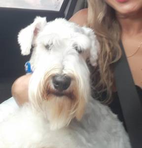 Schnauzer mini disponivel Seropedica RJ