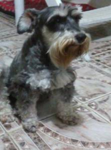 Schnauzer mini disponivel Seropedica RJ