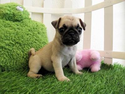 Pug Lindos Filhotes