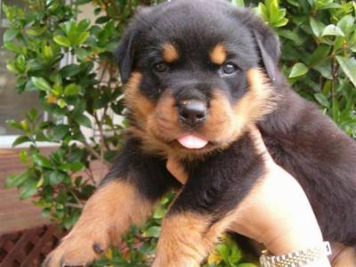 Rottweiler Filhotes com Procedncia