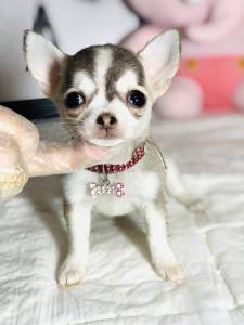 CHIHUAHUA MINI TEACUP 