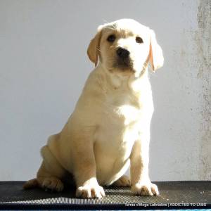 Terras d Moga Labradors