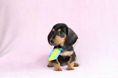 Basset Miniatura Preto com Canela