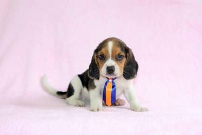 Filhotes de Beagle Tricolor