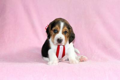 Filhotes de Beagle Tricolor