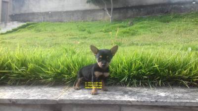 pinscher miniatura filhotes a venda