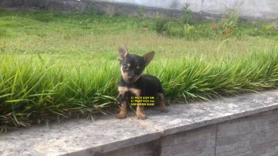 pinscher miniatura filhotes a venda