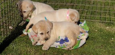 labrador  retriever com pedigre