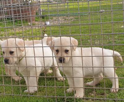 labrador  retriever com pedigre