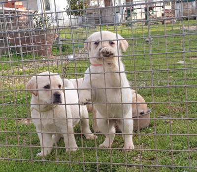 labrador  retriever com pedigre