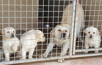 labrador  retriever com pedigre