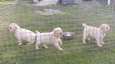 labrador  retriever com pedigre