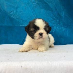 SHIH-TZU lindos filhotes disponveis com pedigree