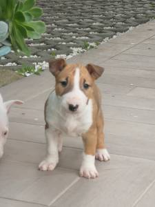 Bull terrier