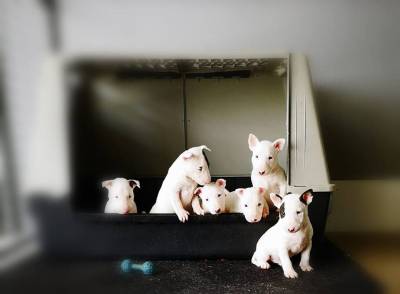 Bull terrier