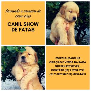 Filhotes de golden retriever com pedigree e garantia