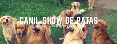 Filhotes de golden retriever com pedigree e garantia