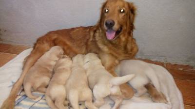 Filhotes de golden retriever com pedigree e garantia