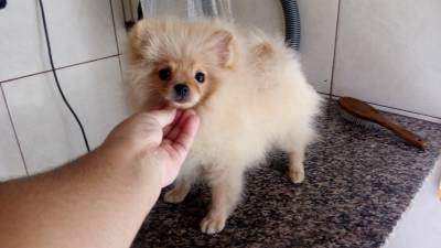 Spitz Alemao Macho Creme RJ