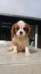 Filhote Cavalier King Charles