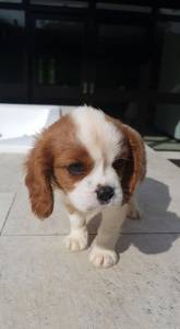 Filhote Cavalier King Charles