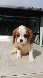 Filhote Cavalier King Charles