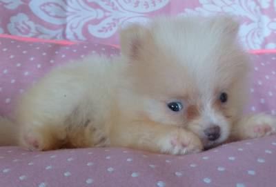 Canil de Lulu da Pomerania RJ  - Spitz Ameo Ano