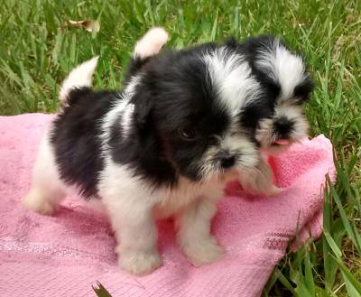 Shihtzu disponiveis para entrega RJ