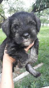 Schnauzer mini disponivel Seropedica RJ Canil especializado