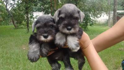 Schnauzer mini disponivel Seropedica RJ Canil especializado