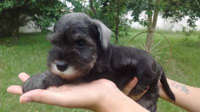 Schnauzer mini disponivel Seropedica RJ Canil especializado