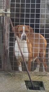 Cachorros Perdigueiro Portugus