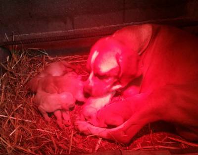 Cachorros Perdigueiro Portugus