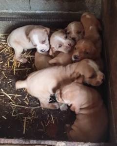 Cachorros Perdigueiro Portugus