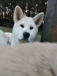 Akita Inu Japons