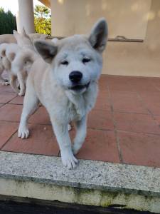 Akita Inu Japons