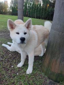 Akita Inu Japons