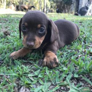 Dachshund pelo longo e curto anes e miniaturas  filhotes disponveis