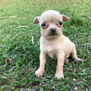 Chihuahua filhotes minsculos disponveis