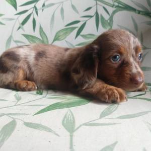 Dachshund pelo curto e longo anes e miniaturas vrias cores