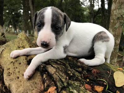 Whippet belssimos filhotes disponveis