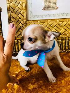 Chihuahua  pelo curto machinho 