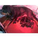 Rottweiler Ninhada Disponvel Porto Lixa Felgueiras