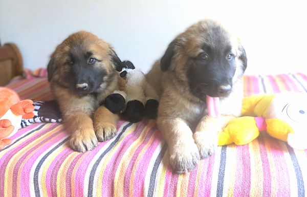 Cachorros Serra da Estrela 