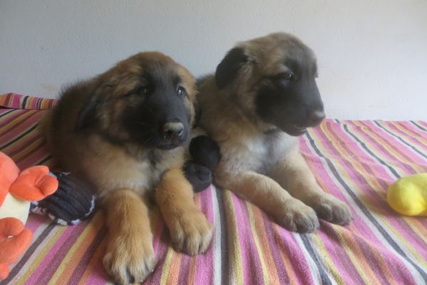 Cachorros Serra da Estrela 