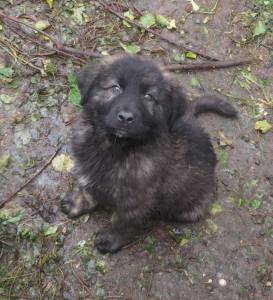 Cachorros Serra da Estrela 