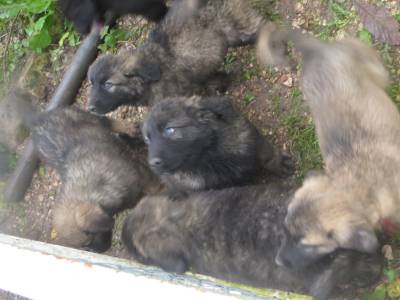 Cachorros Serra da Estrela 