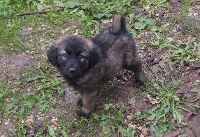 Cachorros Serra da Estrela 