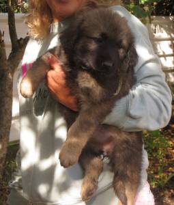 Cachorros Serra da Estrela 